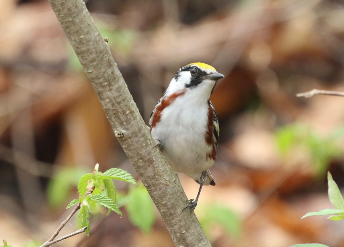 Chestnut-sided Warbler - ML134419671