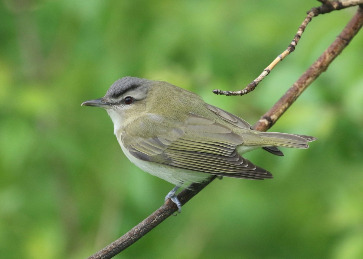 Red-eyed Vireo - ML134419871