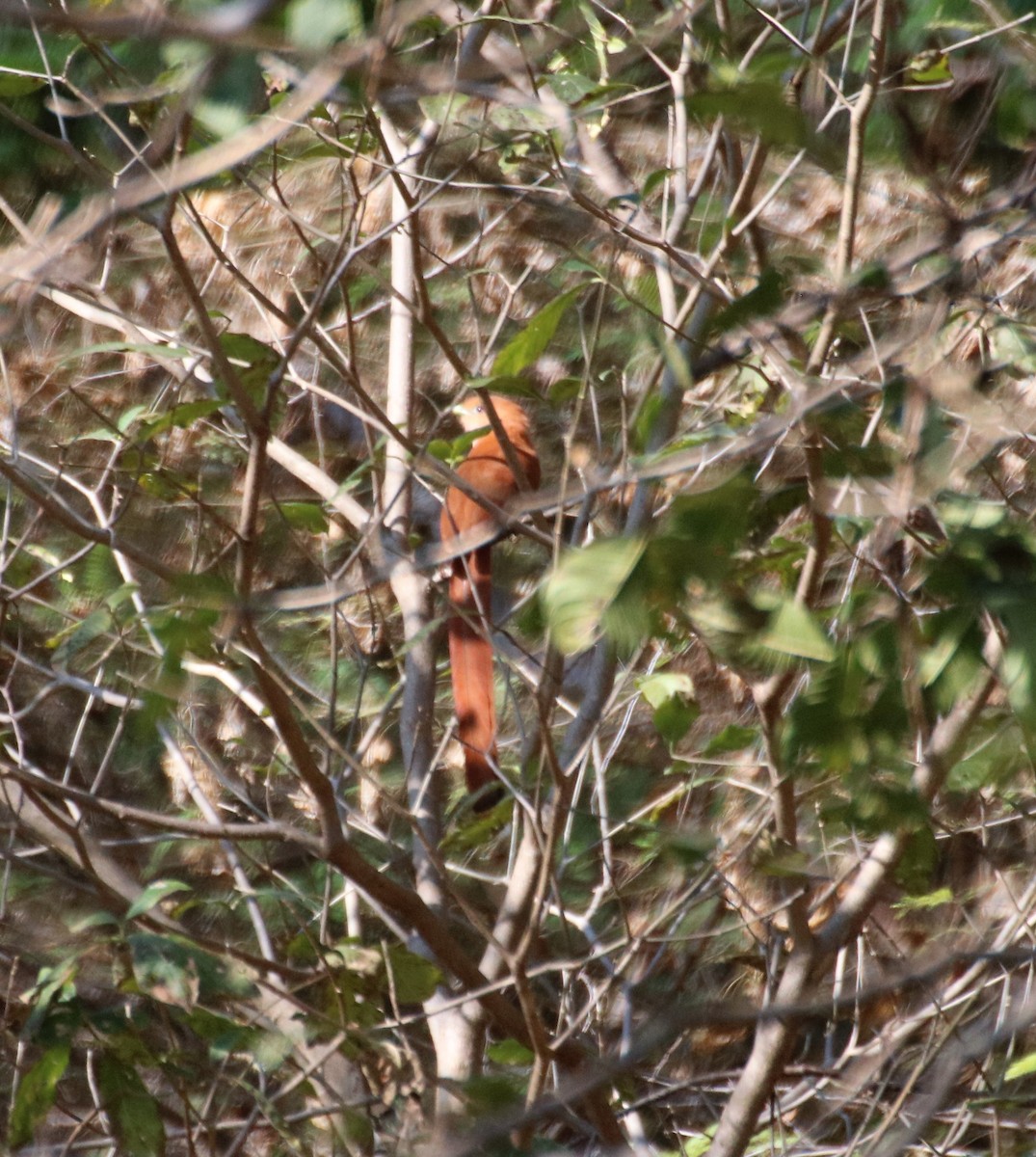 Mexican Squirrel-Cuckoo - Paul DiFiore