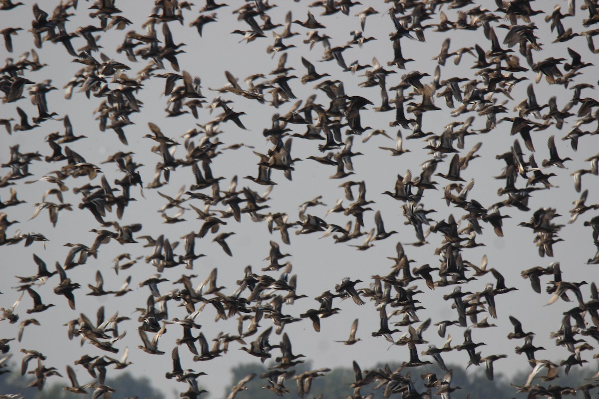 Northern Pintail - ML134420861