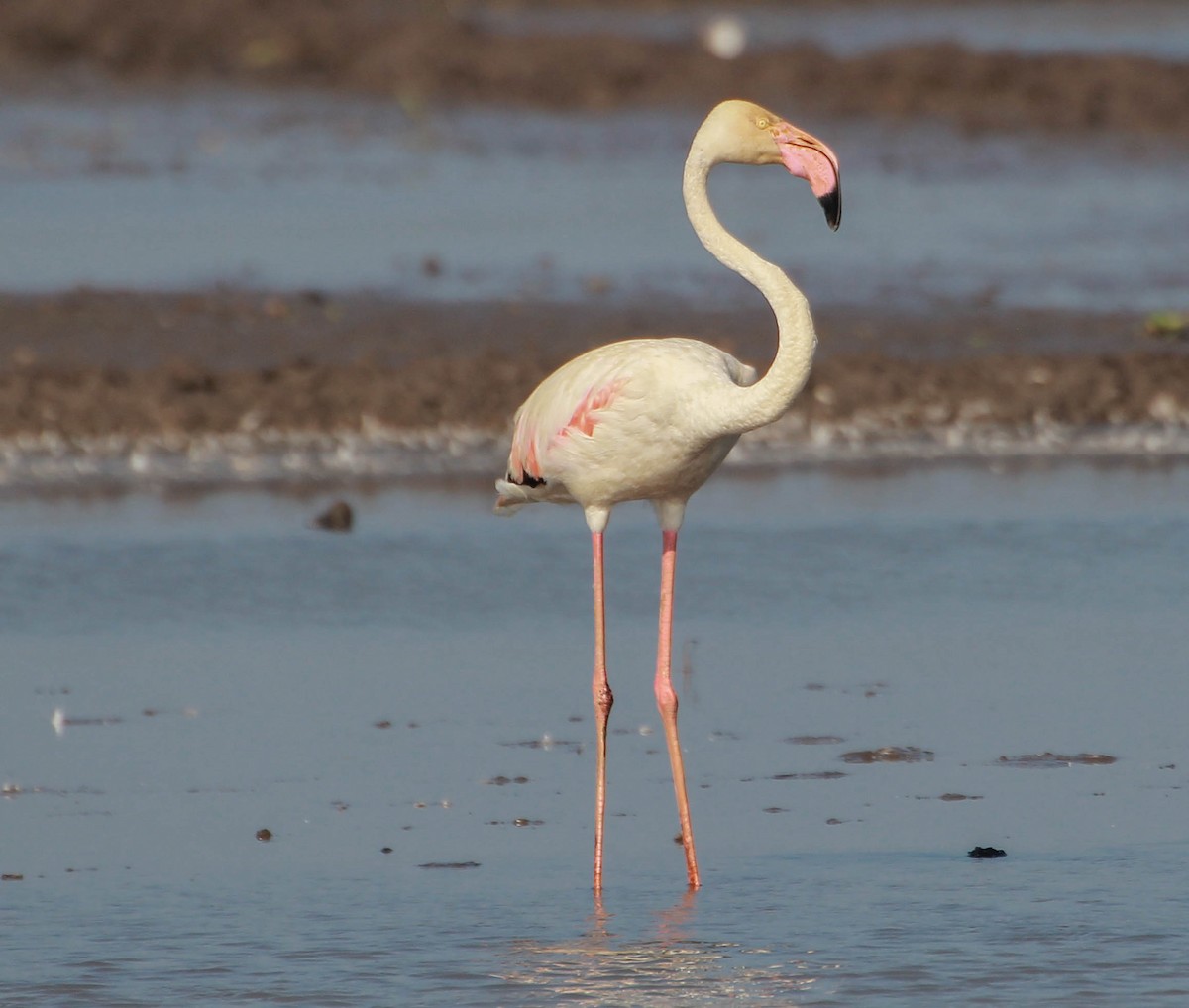 Flamant rose - ML134420931