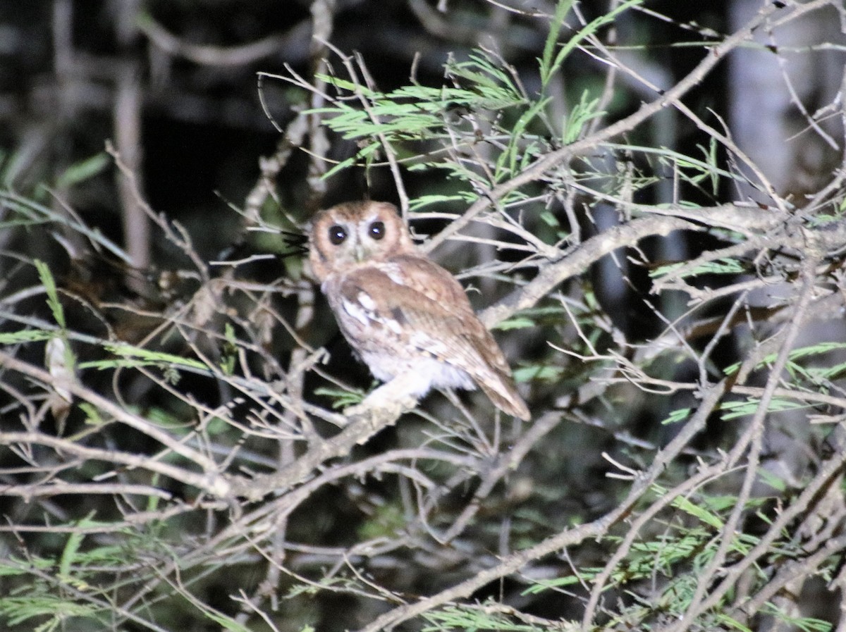 Balsas Screech-Owl - ML134421001