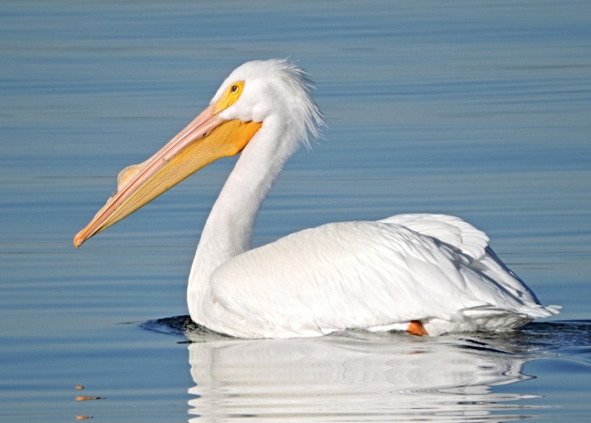 American White Pelican - Greg Cross