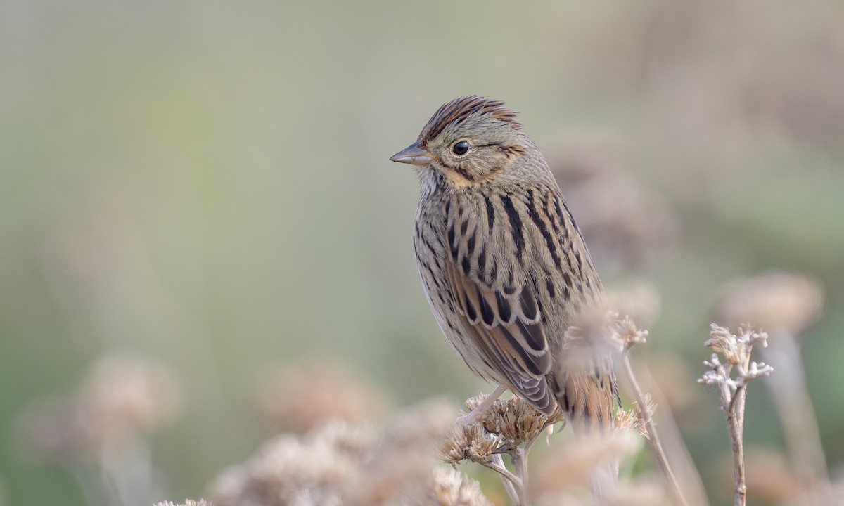 Lincoln's Sparrow - Becky Matsubara