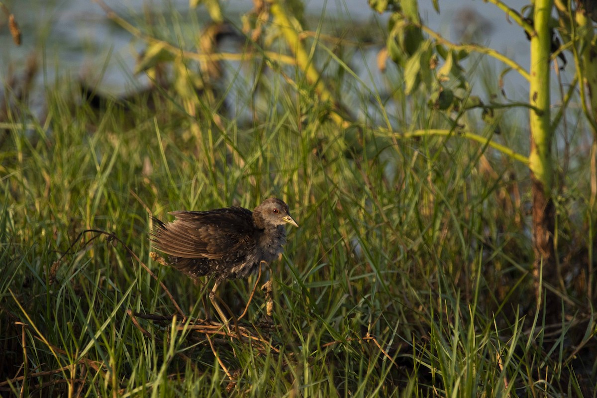 Baillon's Crake - ML134423711