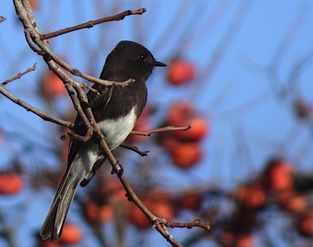 Black Phoebe (Northern) - ML134425051