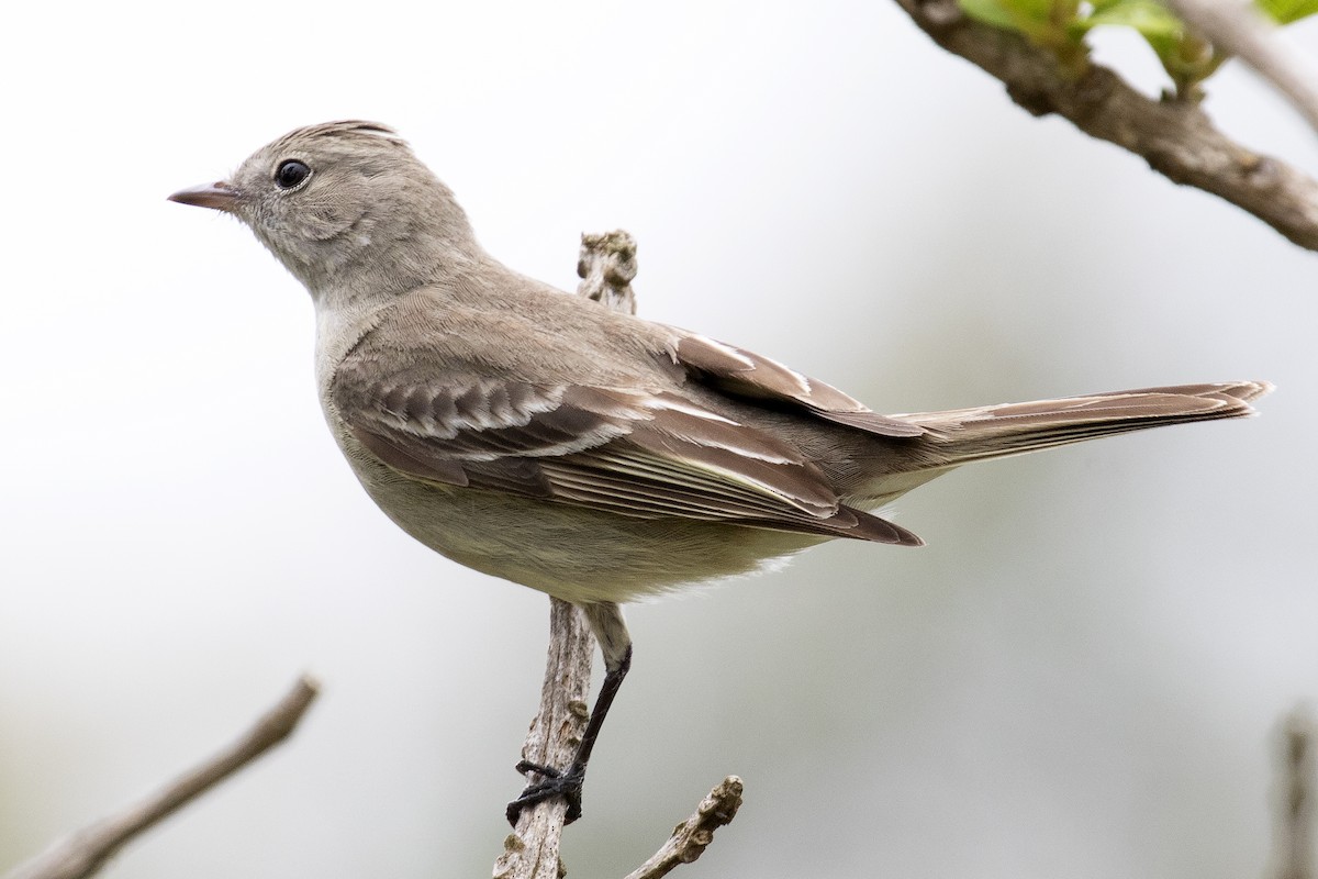 Lesser Elaenia - ML134425661