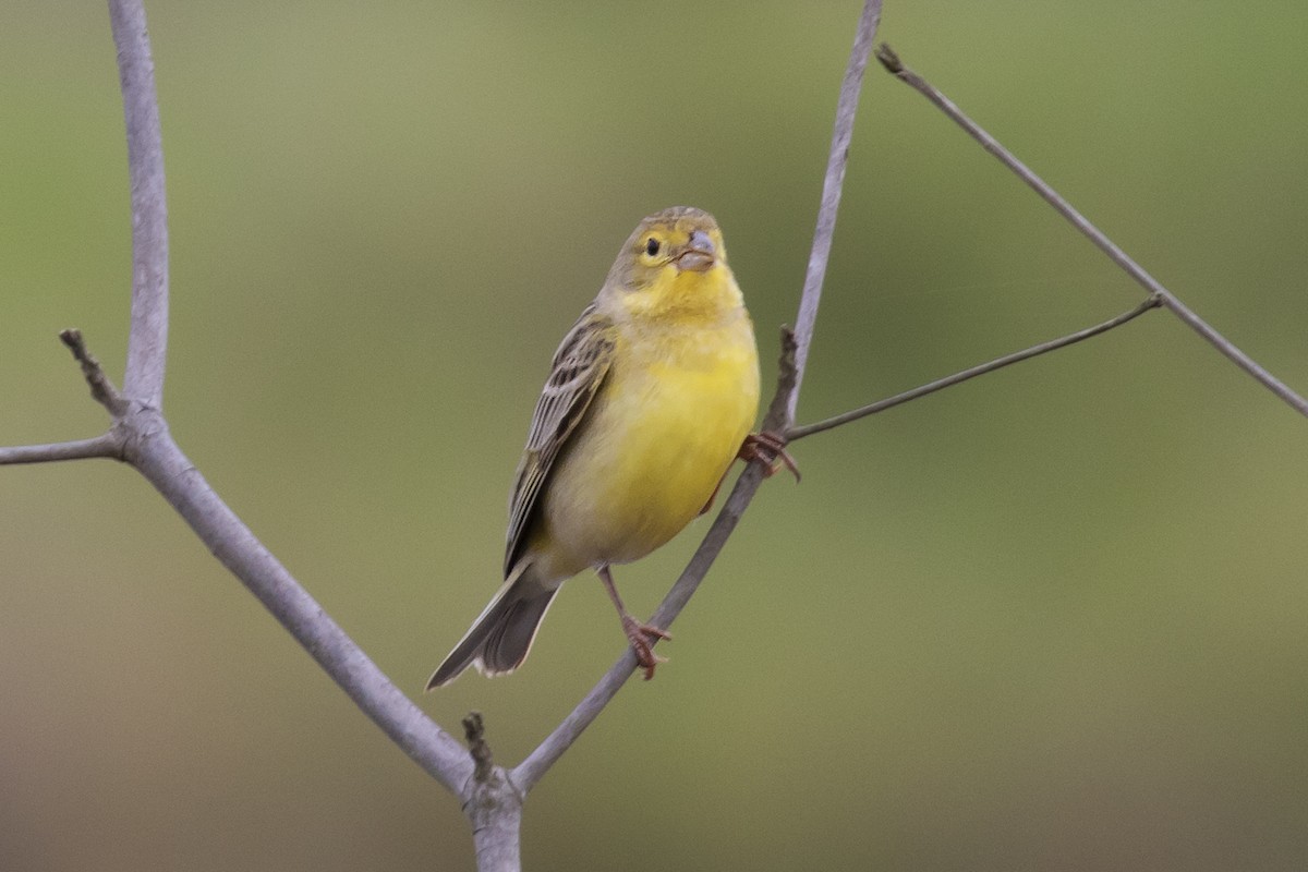 Grassland Yellow-Finch - Steven Whitebread