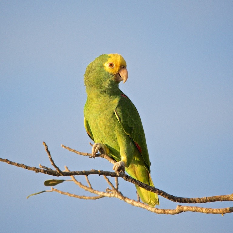 Yellow-headed Parrot - ML134426371