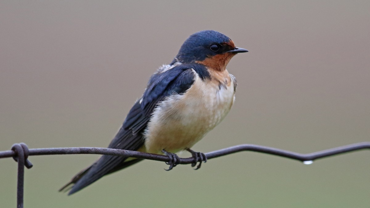 Barn Swallow - ML134426471