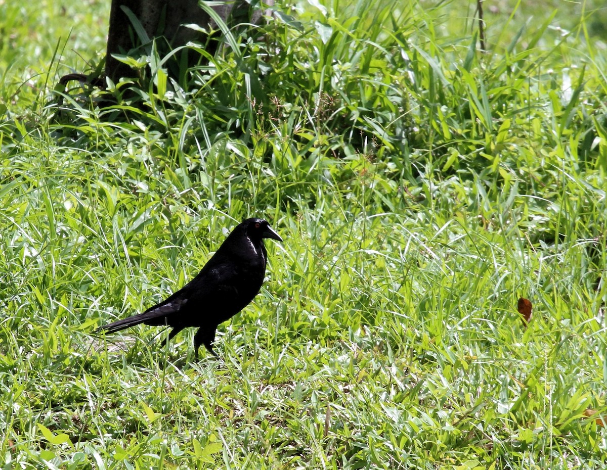 Giant Cowbird - Stan Lilley