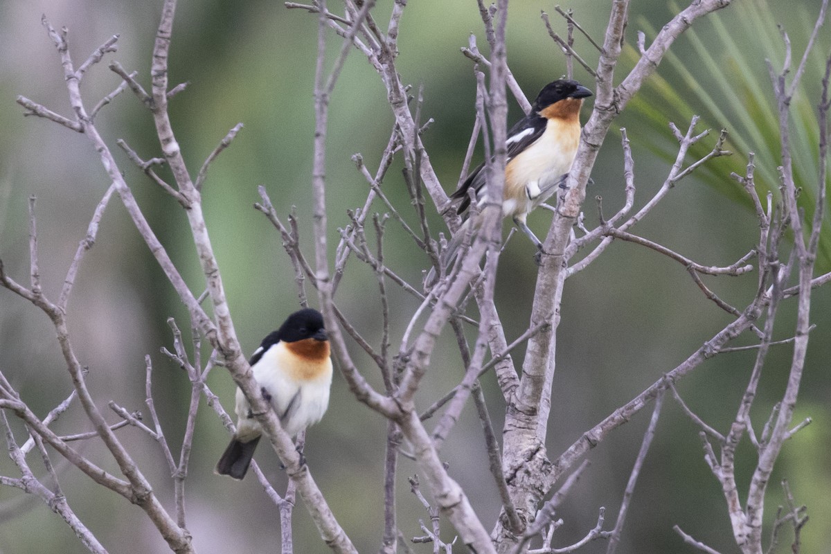 Tangara Culiblanca - ML134427391