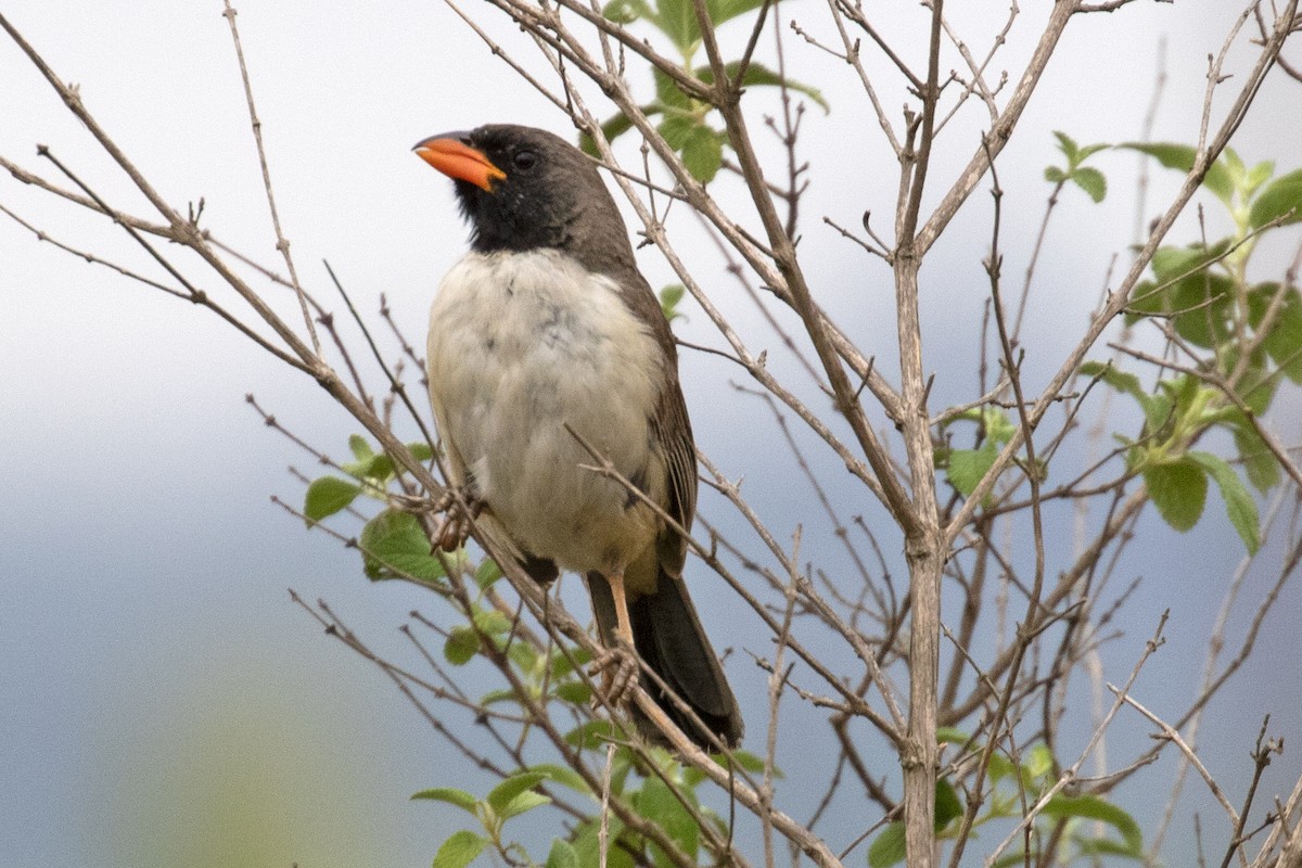 Black-throated Saltator - Steven Whitebread