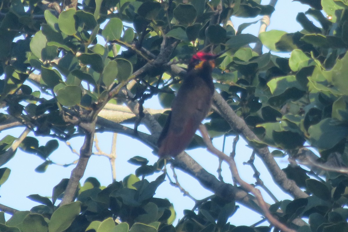 kolibřík červenohlavý - ML134428921