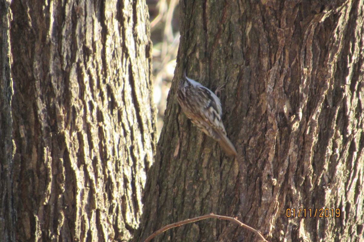 Amerikabaumläufer - ML134429551