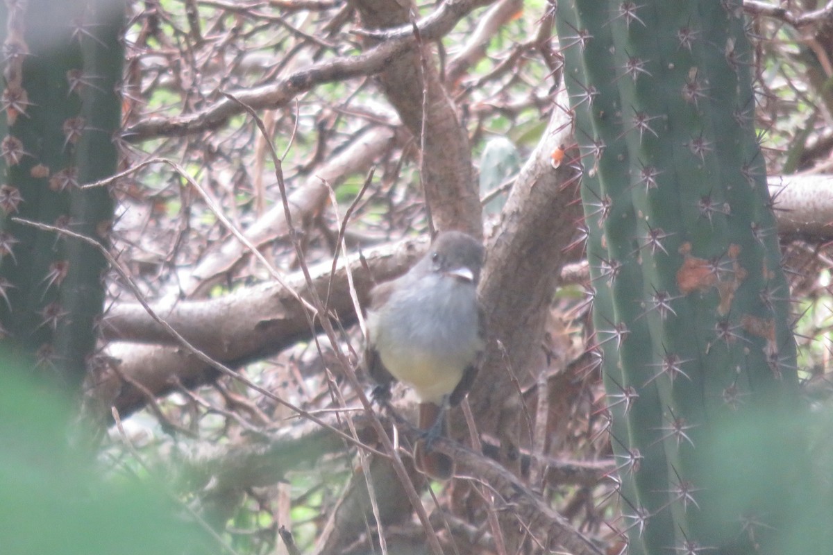 Brown-crested Flycatcher - Rebecca Peters