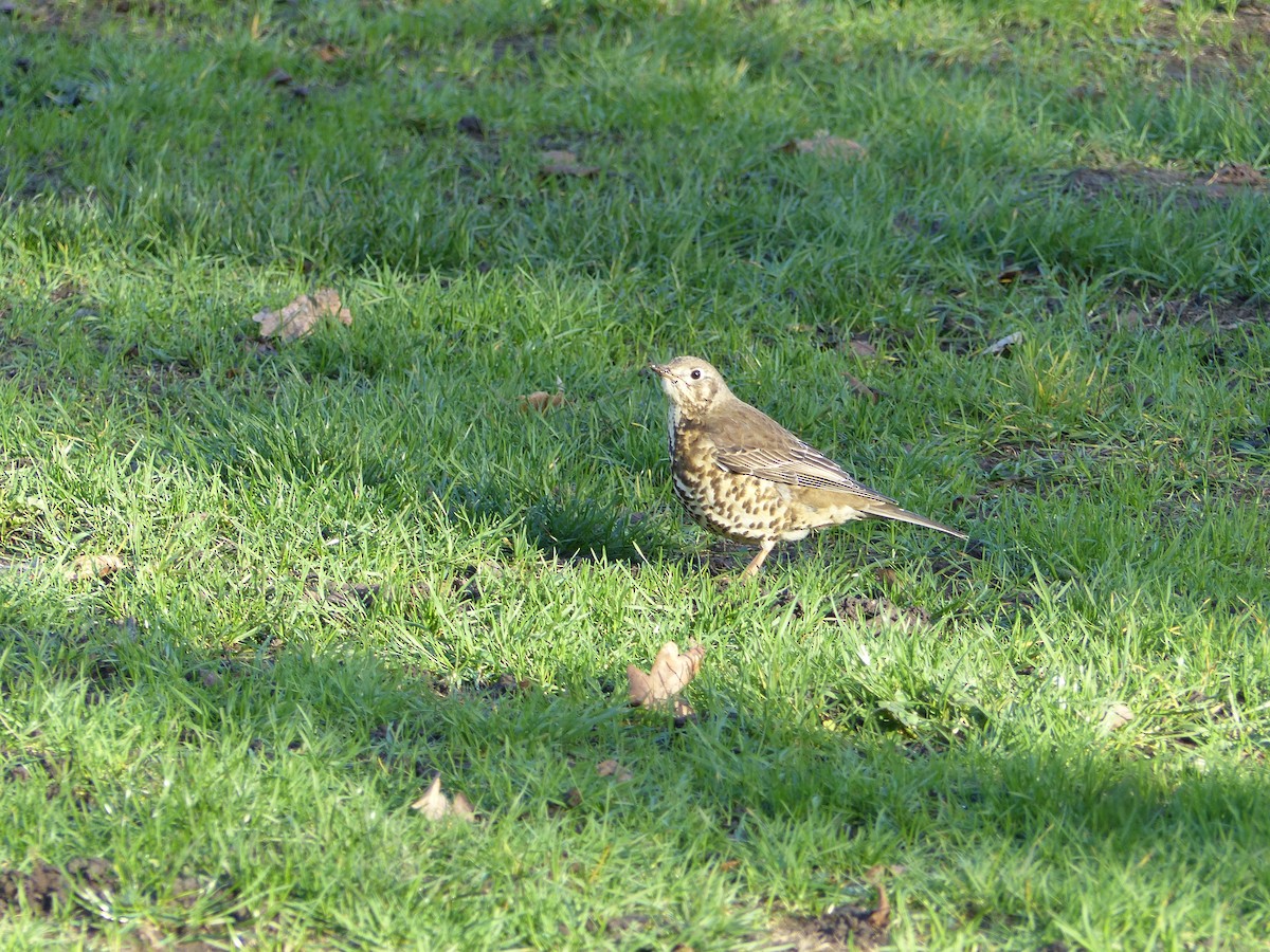 Mistle Thrush - ML134432421
