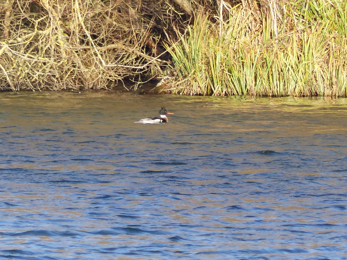 Red-breasted Merganser - ML134432591