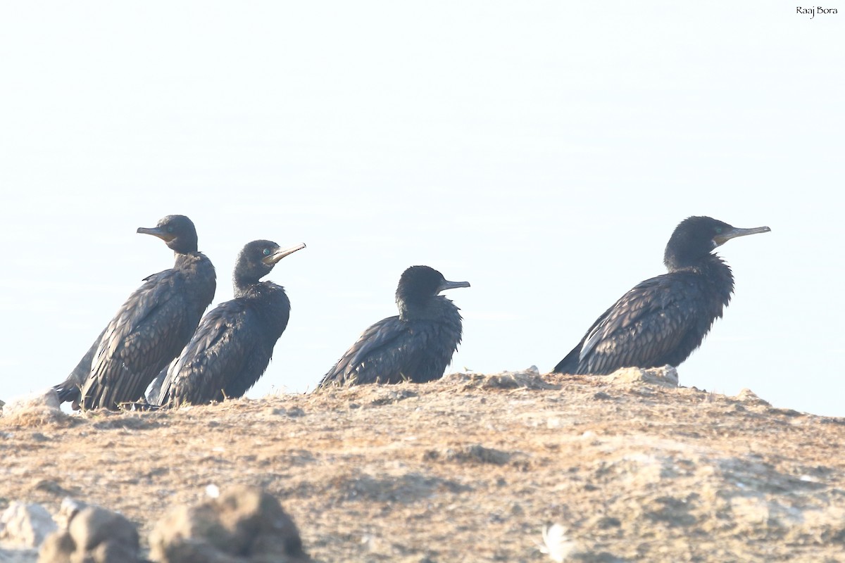 Cormoran à cou brun - ML134432631