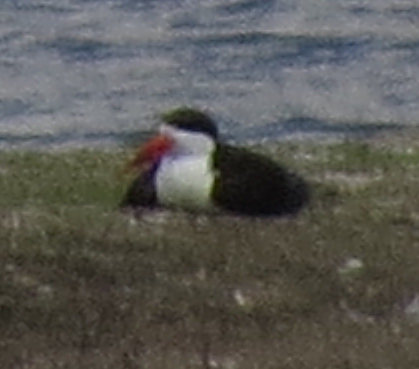 African Skimmer - ML134432701