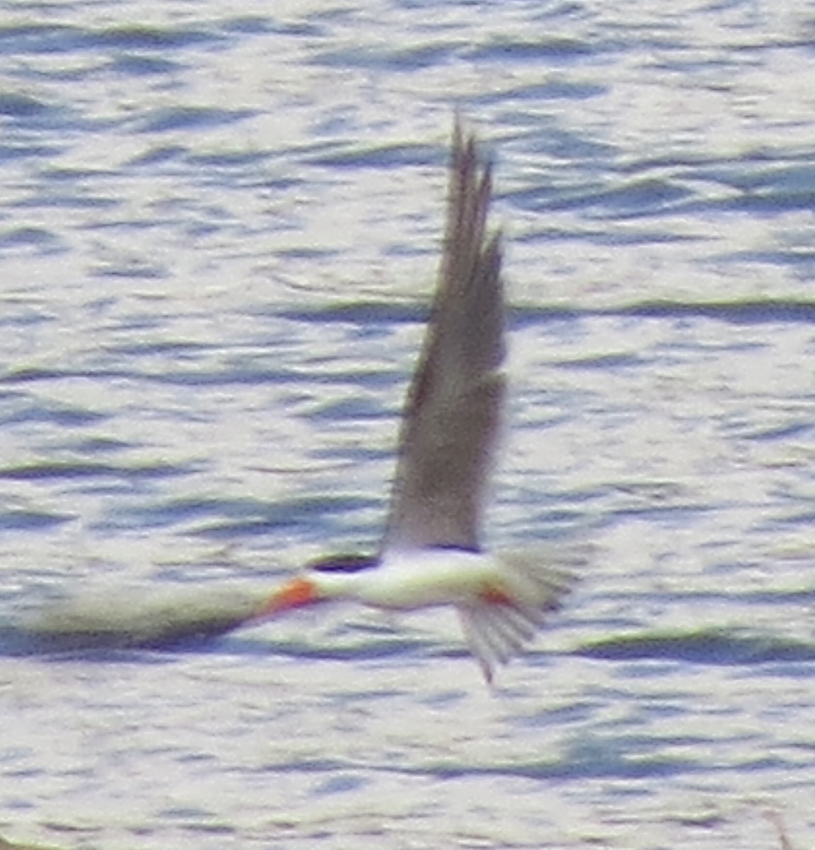 African Skimmer - Rupert Quinnell