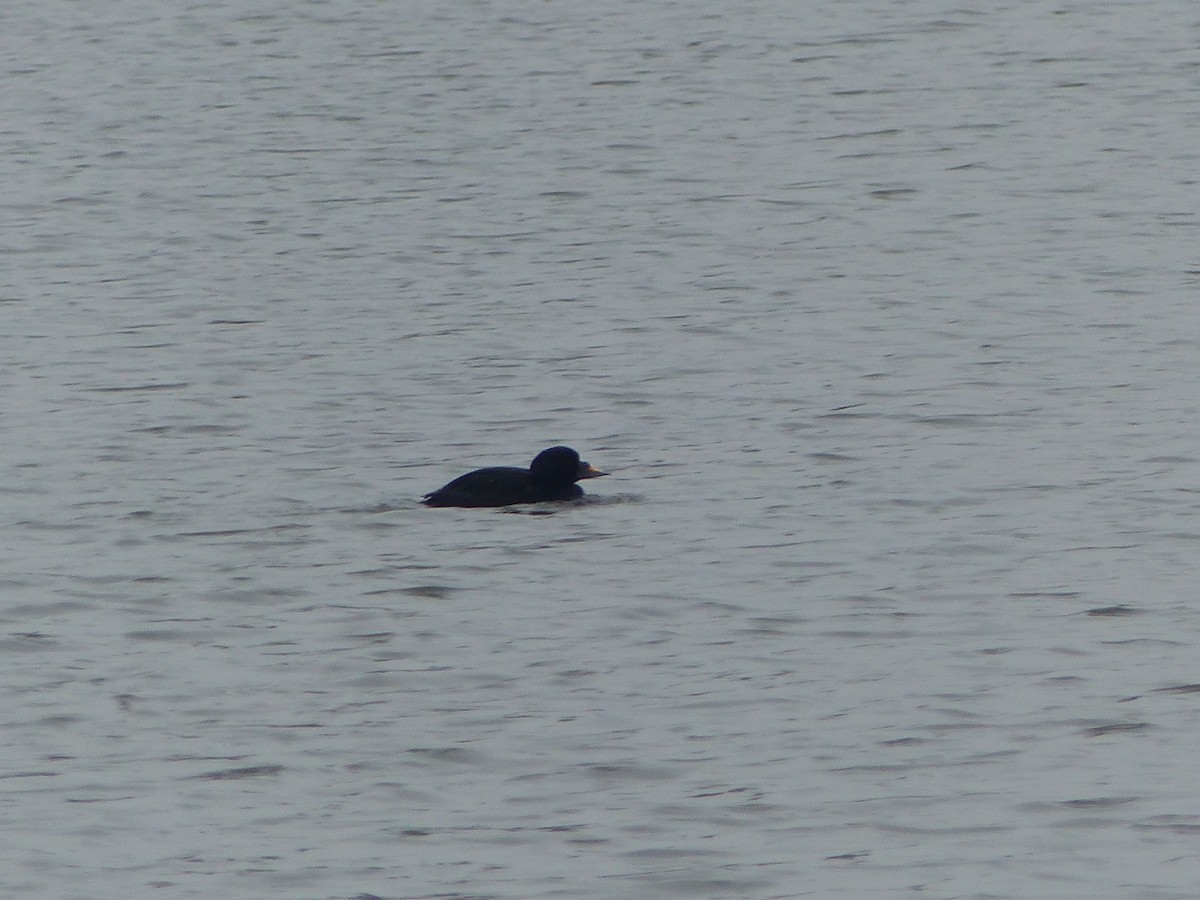 Common Scoter - ML134432951