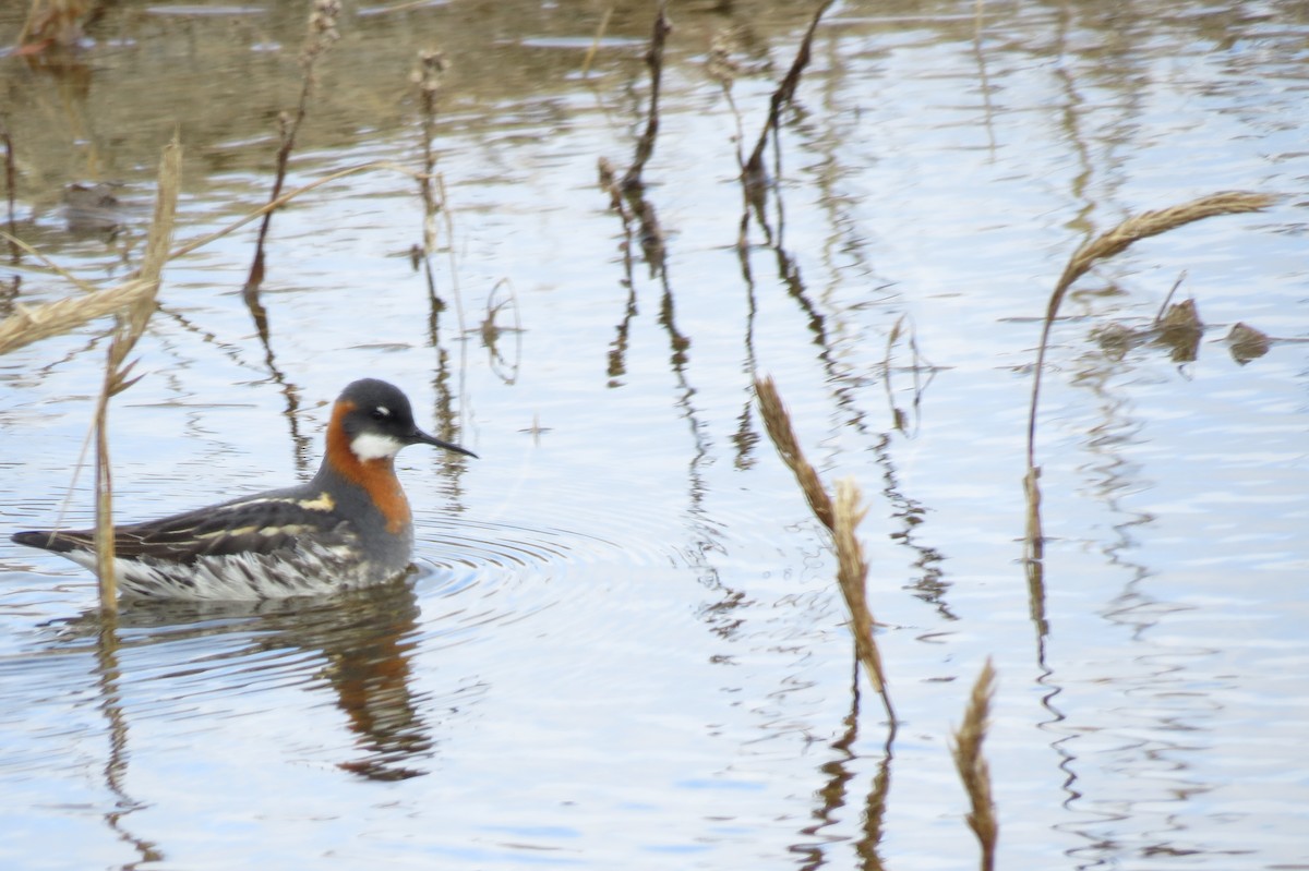 Red-necked Phalarope - Richard Latuchie