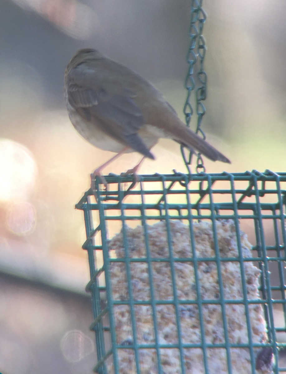 Hermit Thrush - ML134433281