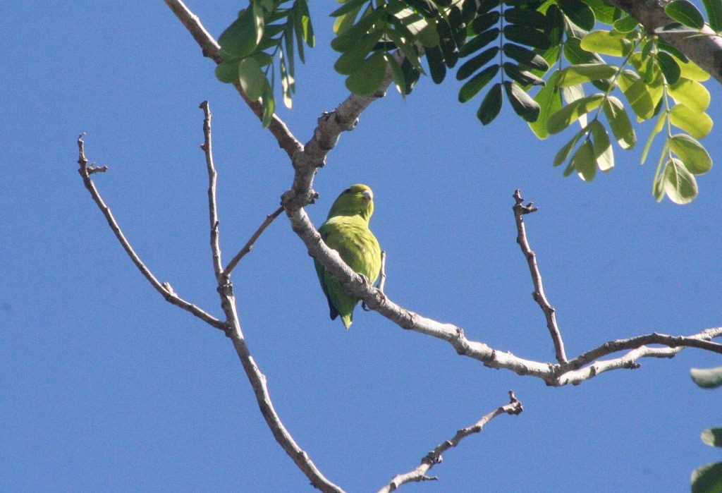 Cobalt-rumped Parrotlet - ML134434421