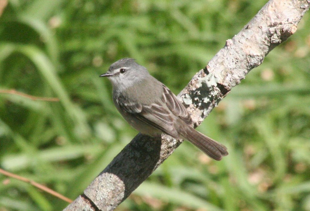 White-crested Tyrannulet (Sulphur-bellied) - ML134434491