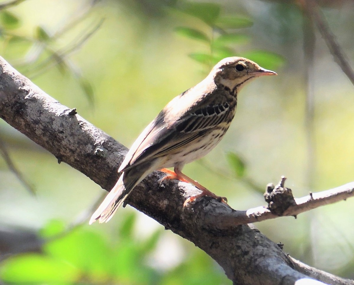 Tree Pipit - VIJAY S