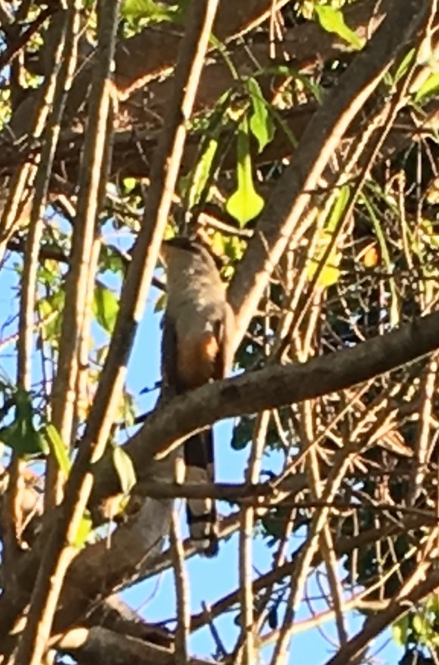 Hispaniolan Lizard-Cuckoo - ML134437271