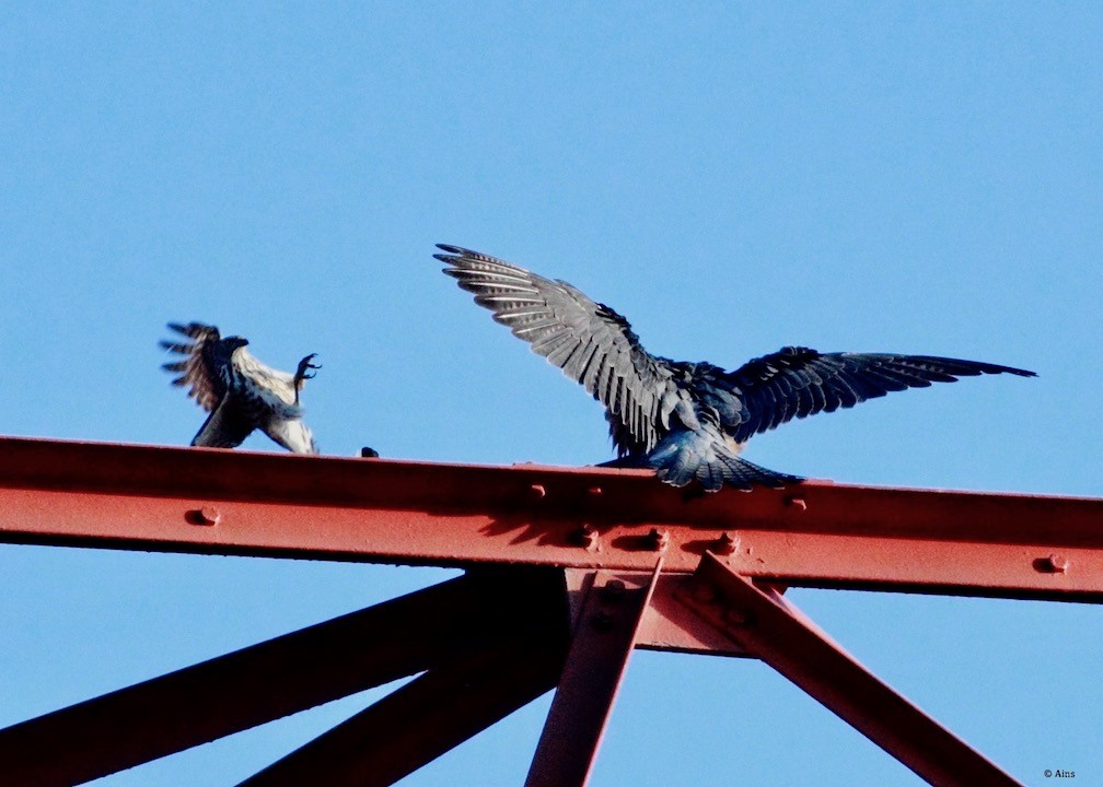 Peregrine Falcon (Shaheen) - ML134437771