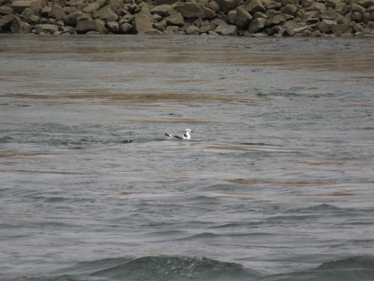 Black-legged Kittiwake - ML134437861