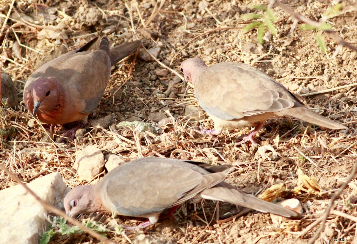 Tórtola Senegalesa - ML134438041