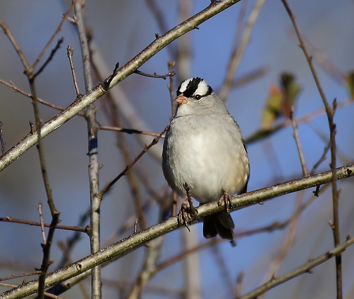 White-crowned Sparrow - ML134438311