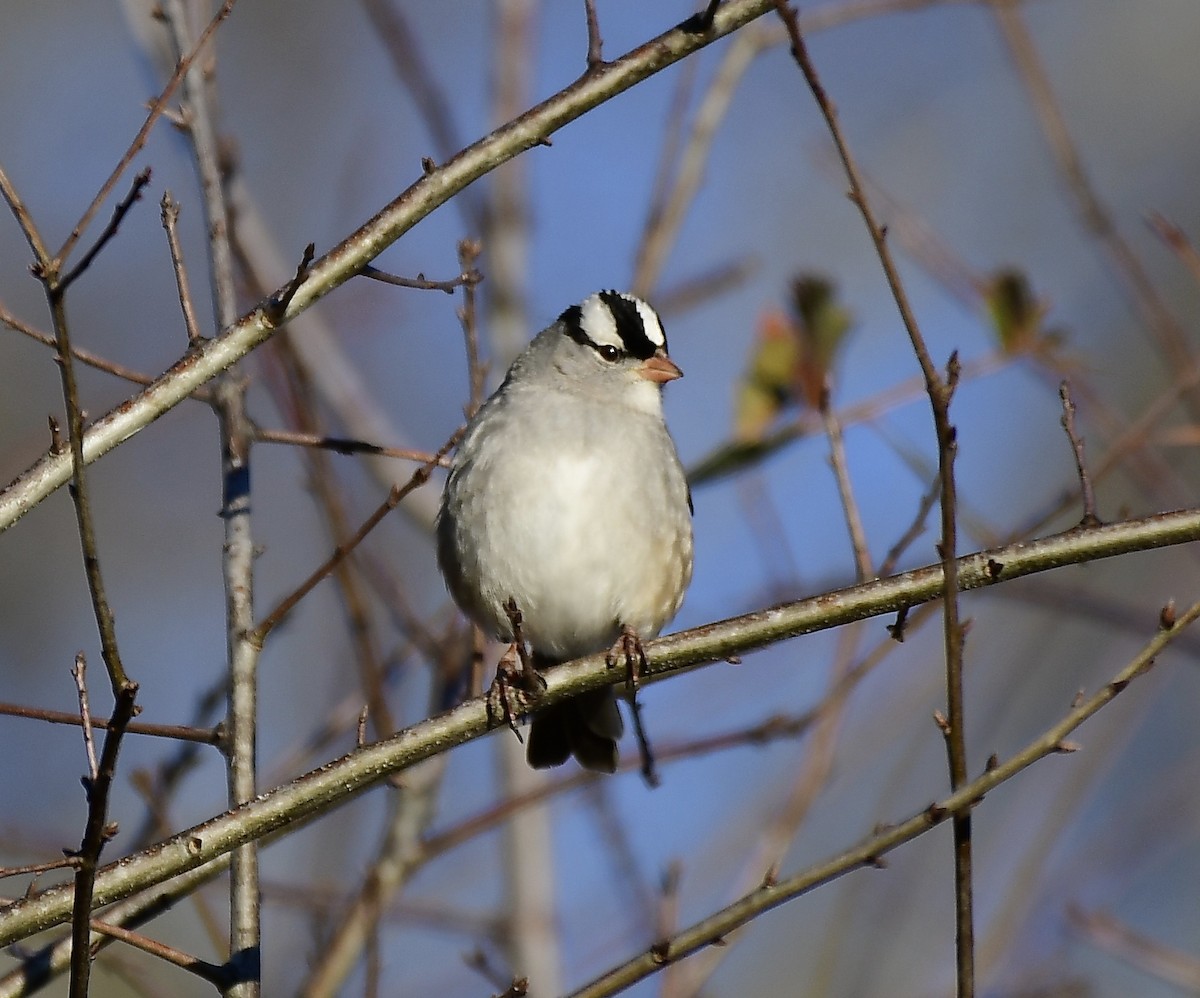 White-crowned Sparrow - ML134438321