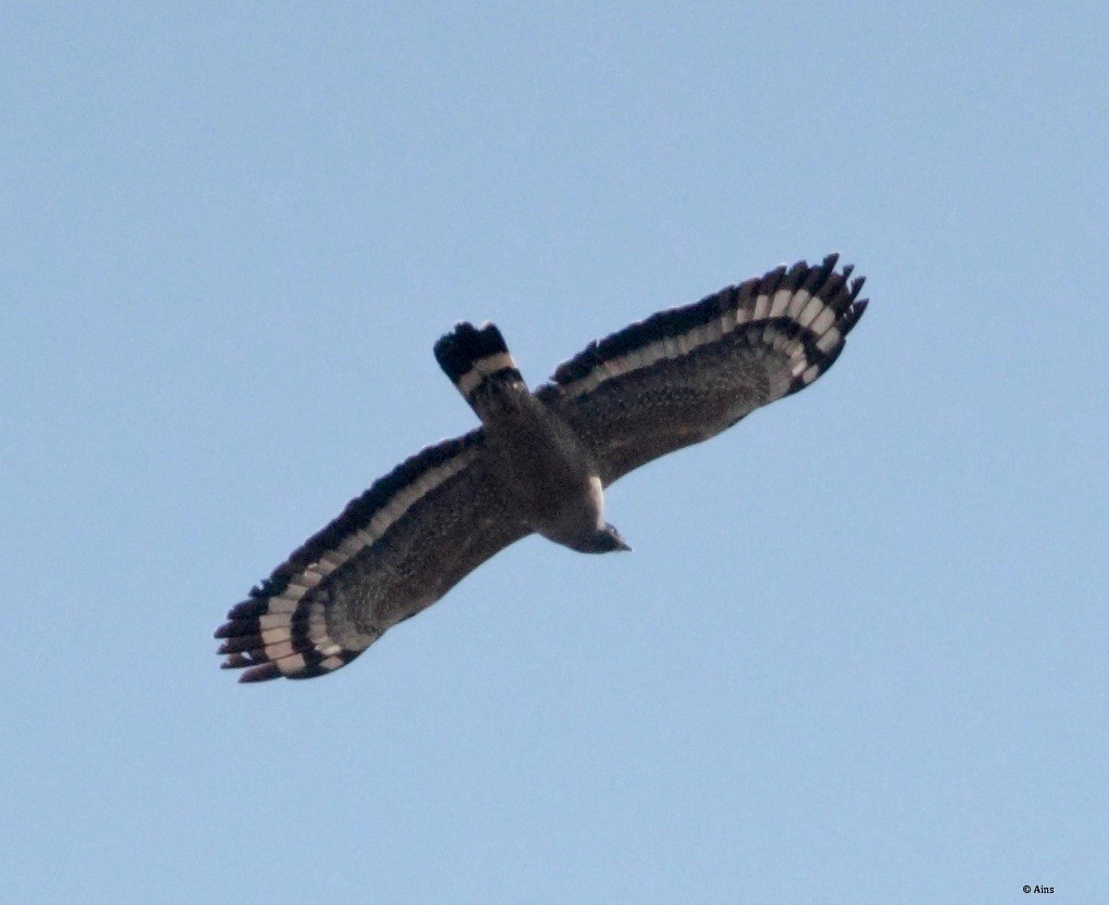 Crested Serpent-Eagle - Ains Priestman