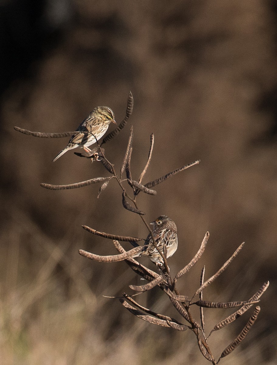 Grasshopper Sparrow - ML134439051