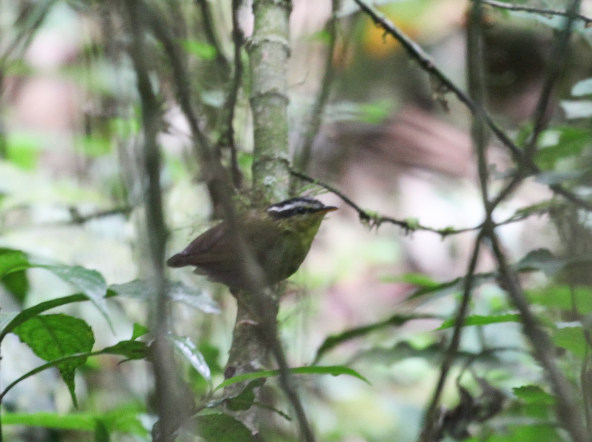 コビトサザイモドキ - ML134439401