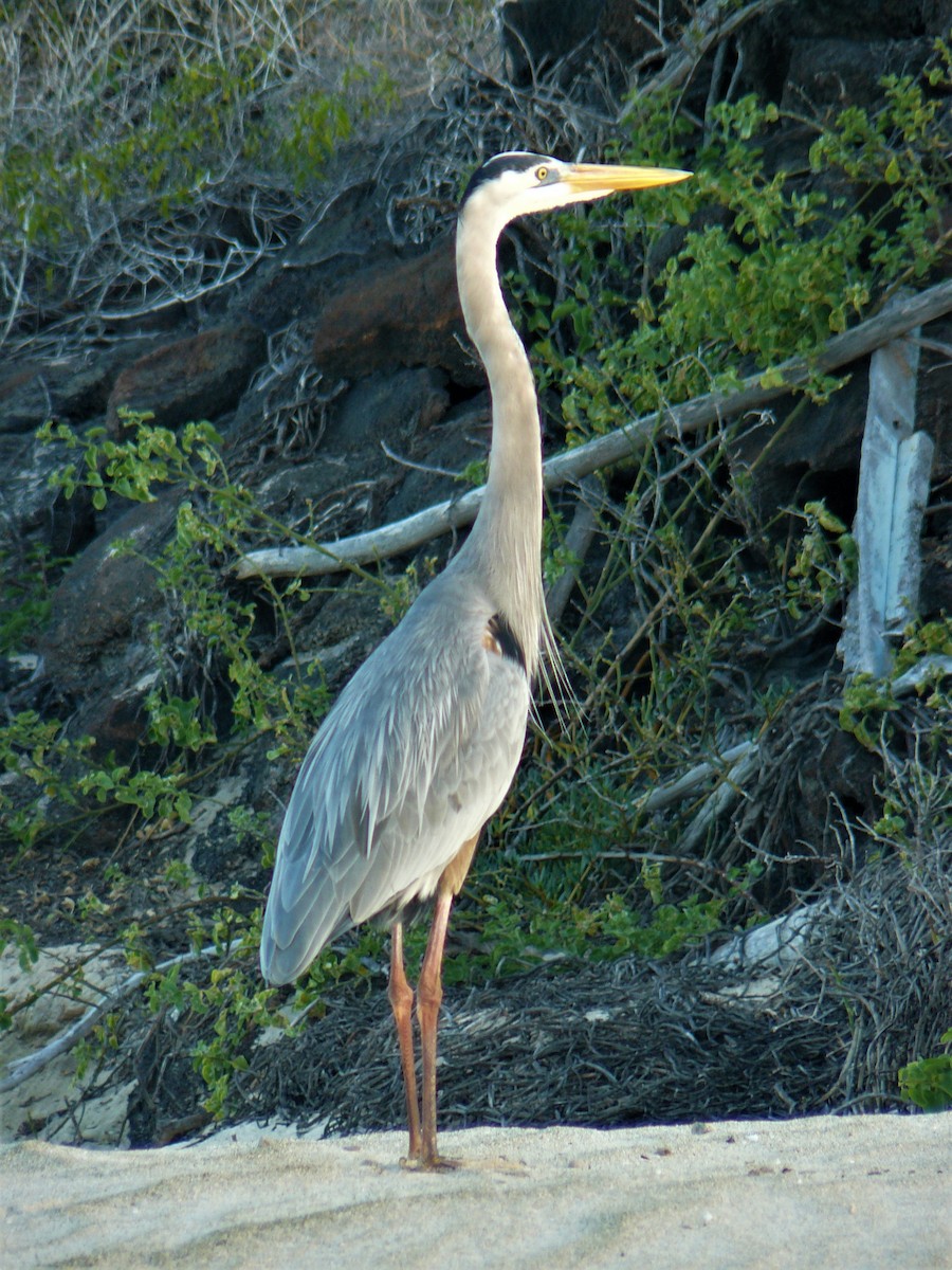 Garza Azulada - ML134440031