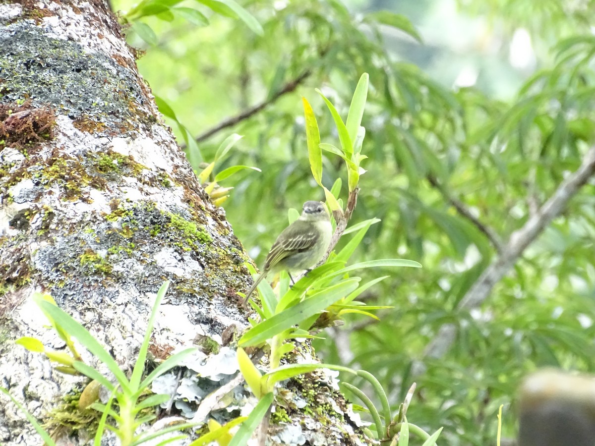 Fiofío Selvático - ML134442891