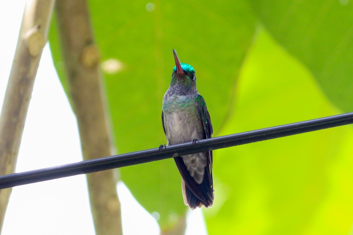 Charming Hummingbird - ML134443441