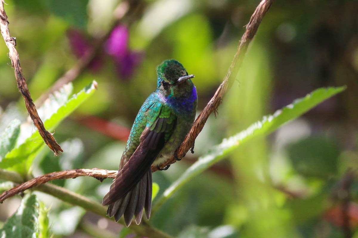 Charming Hummingbird - ML134443571
