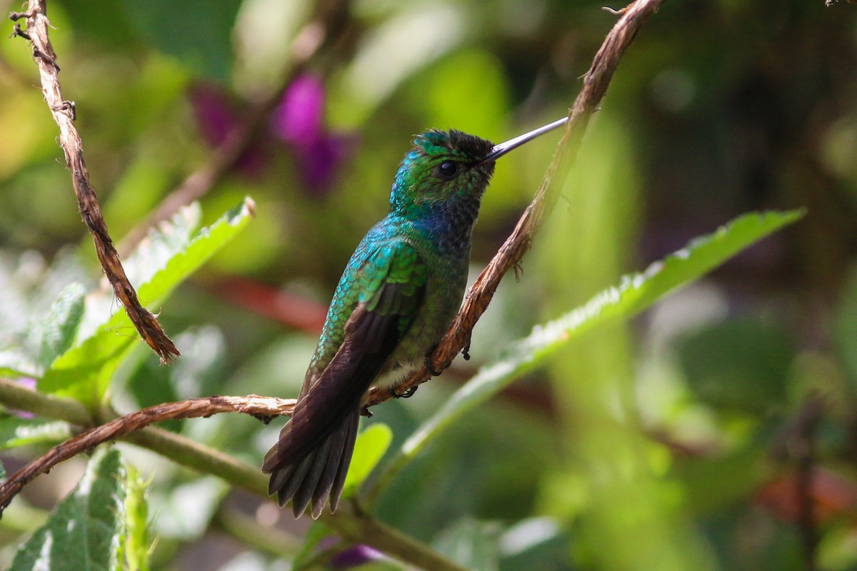Charming Hummingbird - ML134443601