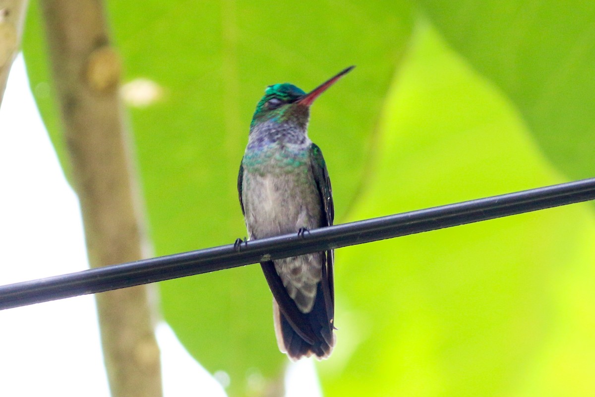 Charming Hummingbird - ML134443621