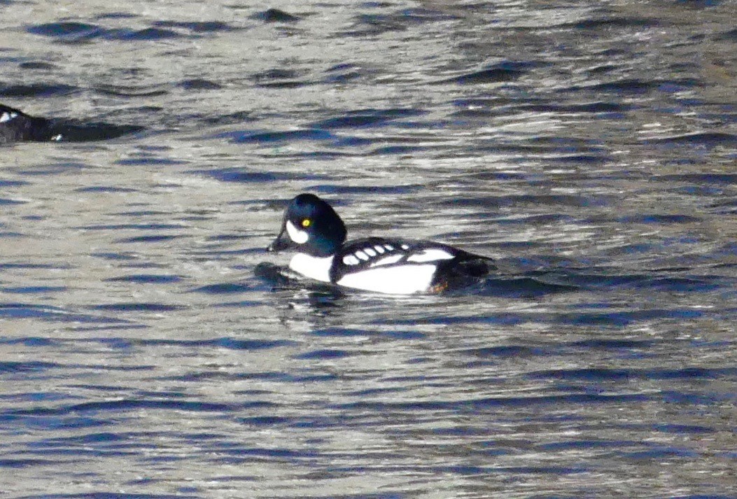 Barrow's Goldeneye - Tod abrahams