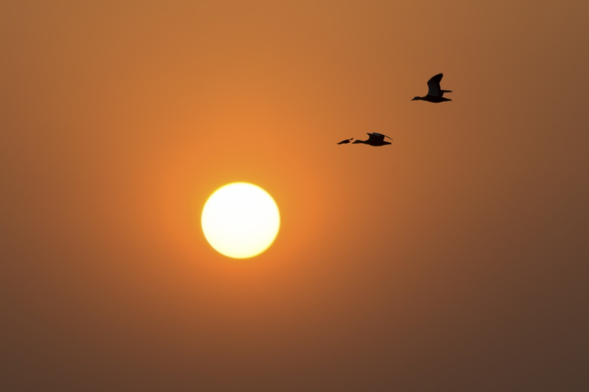 Bar-headed Goose - ML134443821