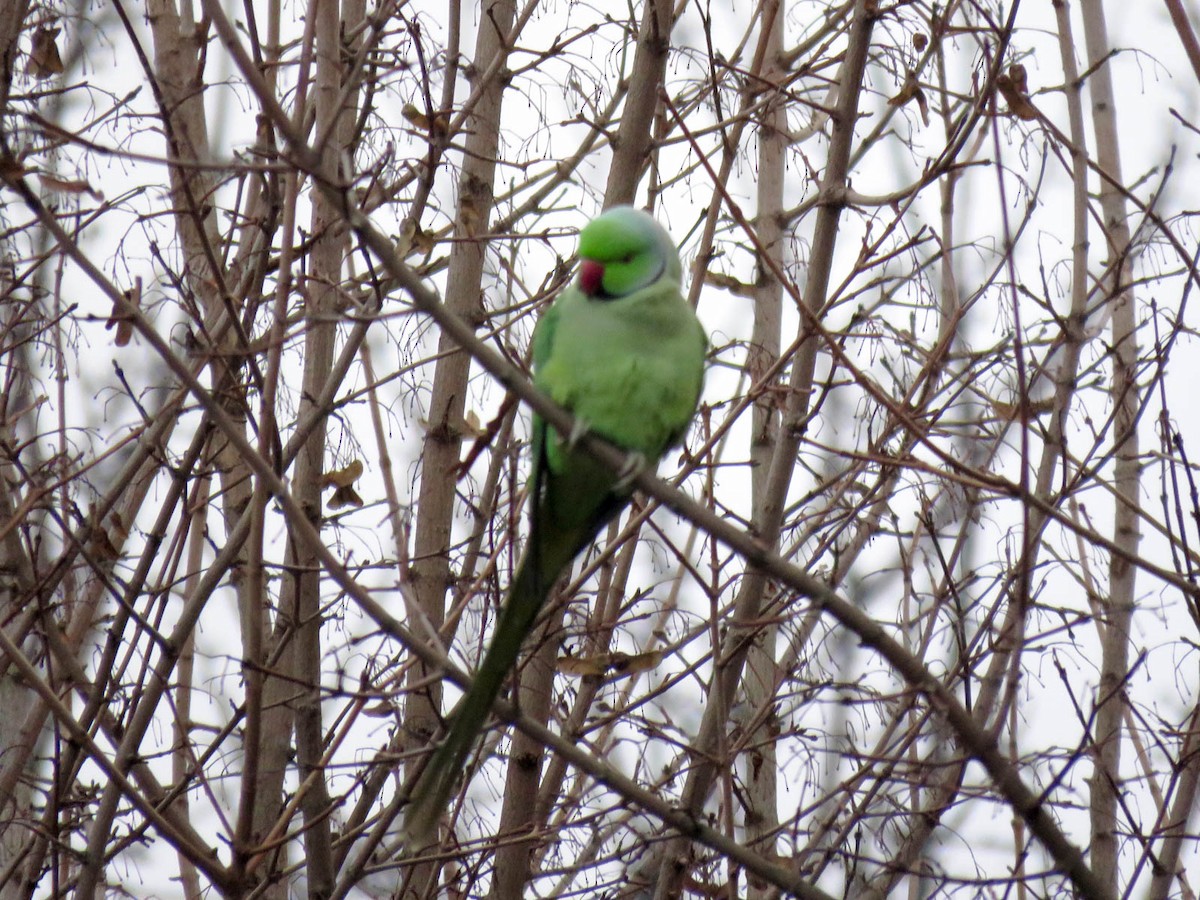 Rose-ringed Parakeet - ML134444631