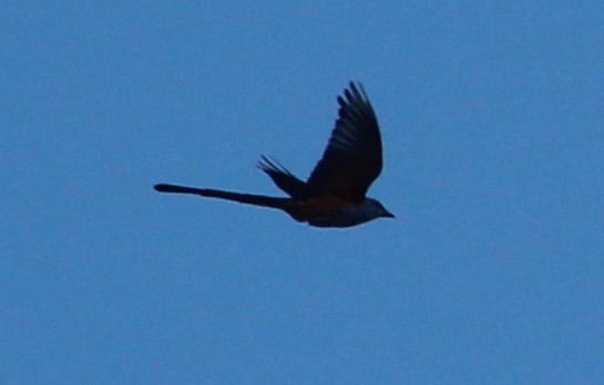 Scissor-tailed Flycatcher - Nestor Herrera